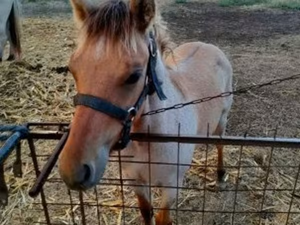 Caballo, Welsh Cob