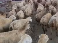 Ovca, Daglıс sheep — fotografija 2