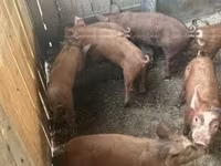 Свиноматка — фото 3