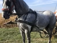 Kobila, Andalusian horse — fotografija 3