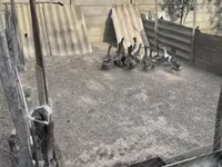 Ducks — photo 6