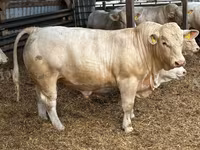 Bull, Charolais cattle — photo 3