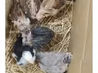 Chickens — Foto 4