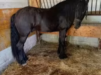 Pastuv, Friesian — fotografija 3