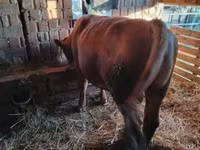 Buğa, Limuzin inəyi — foto 4