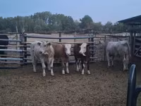 Touro, Simmental cattle — foto 4