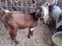 Goat, Beetal goats — photo 3