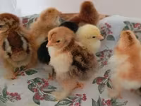 Chickens — fotografija 6