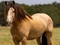 Pastuv, Gypsy horse — fotografija 2