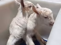 Koza, Saanen goat — zdjęcie 6