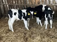 Bulle, Russian Black pied cattle — Foto 2