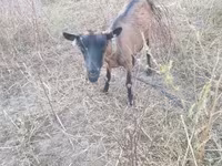 母山羊, Alpine goat — 照片 2