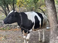 Бұқа, Russian Black pied cattle — 4-сурет