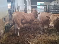 Bik, Blonde d’Aquitane cattle — fotografija 4