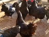 Australorp — zdjęcie 1