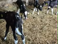 公牛, Russian Black pied cattle — 照片 2