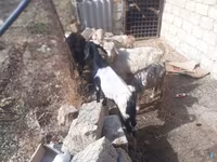 公山羊, Goats — 照片 1