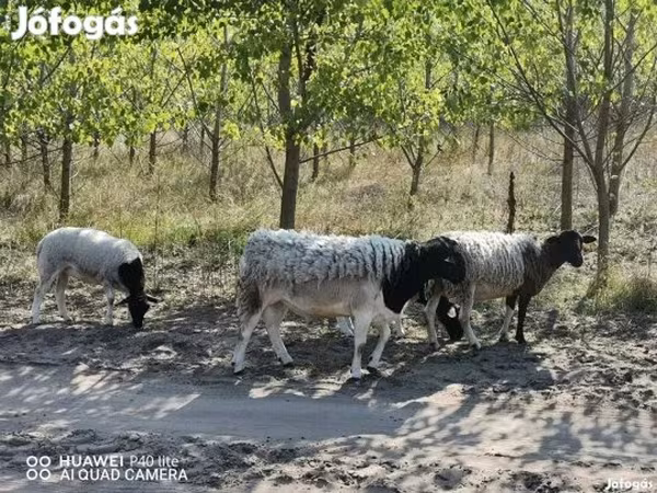 Oveja, Dorper sheep