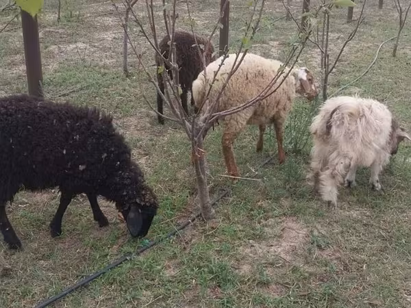 Ovce (partija, pol nije naveden), Овце