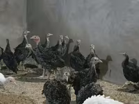 Guinea fowl — fotografija 3