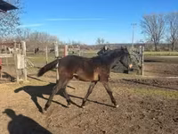 Caballo, Hungarian horse breed — foto 3