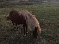 Kobila, Australian Pony — fotografija 2