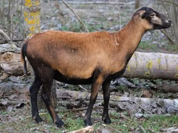 Qoyun, Cameroon sheep