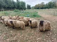 羊（ロット、性別未指定）, Racka sheep — 写真 3