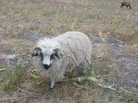 كبش, Racka sheep — الصورة 2