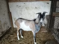 Jarac, Nubian Goat — fotografija 2