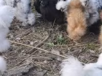 डेनिश हेन — फ़ोटो 2