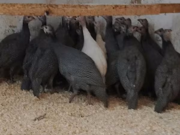 Guinea fowl
