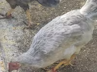 Chickens — fotografija 3