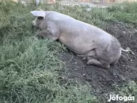 Boar, Пьетрен — photo 4