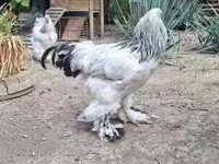 Brahma — foto 5
