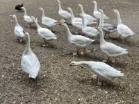 Geese — fotografija 1