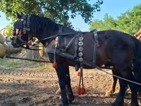 Mare, Horses — photo 1