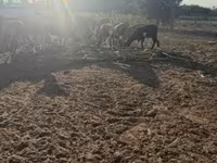Widder, Cameroon sheep — Foto 4