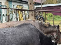 Madyan, Atlar — foto 3