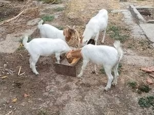 Cabra, Cabras — Hungria