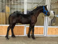 Cavalo, Dutch warmblood horse — foto 3