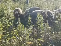 雄羊, Merino sheep — 写真 2