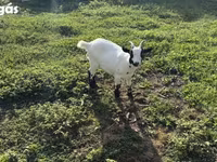 母山羊, Goats — 照片 5