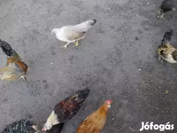 Bantam japonesa — foto 2