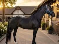 Kobyła, Dutch warmblood horse — zdjęcie 1