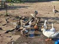 Ducks — Foto 2