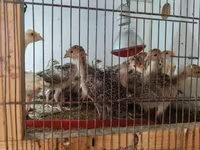 Turkeys — foto 3