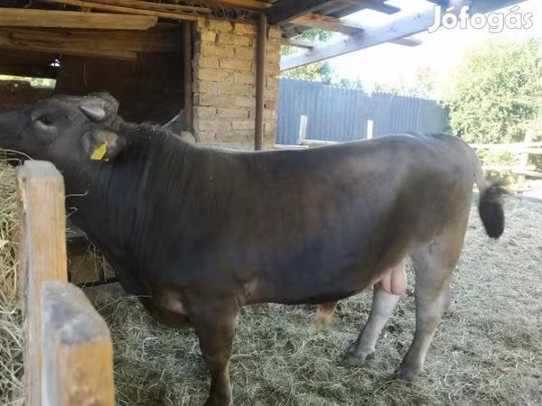 Taureau, Race Holstein