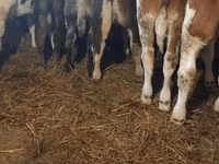 雄牛, Simmental cattle — 写真 3