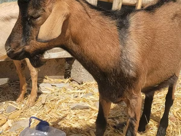 Kozioł, Alpine goat